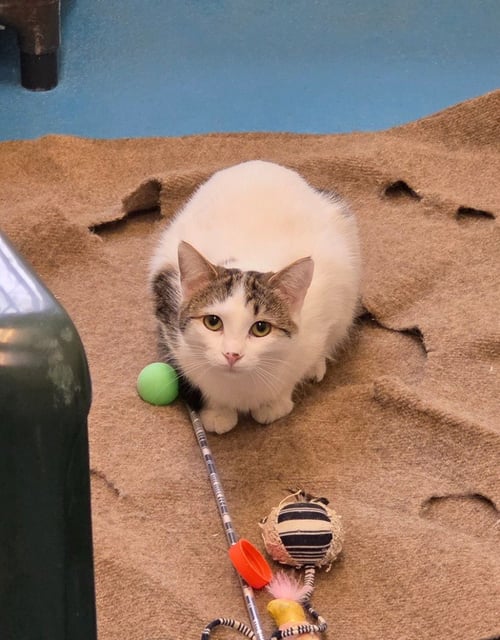 GEORGIA - Domestic Medium Hair available for adoption