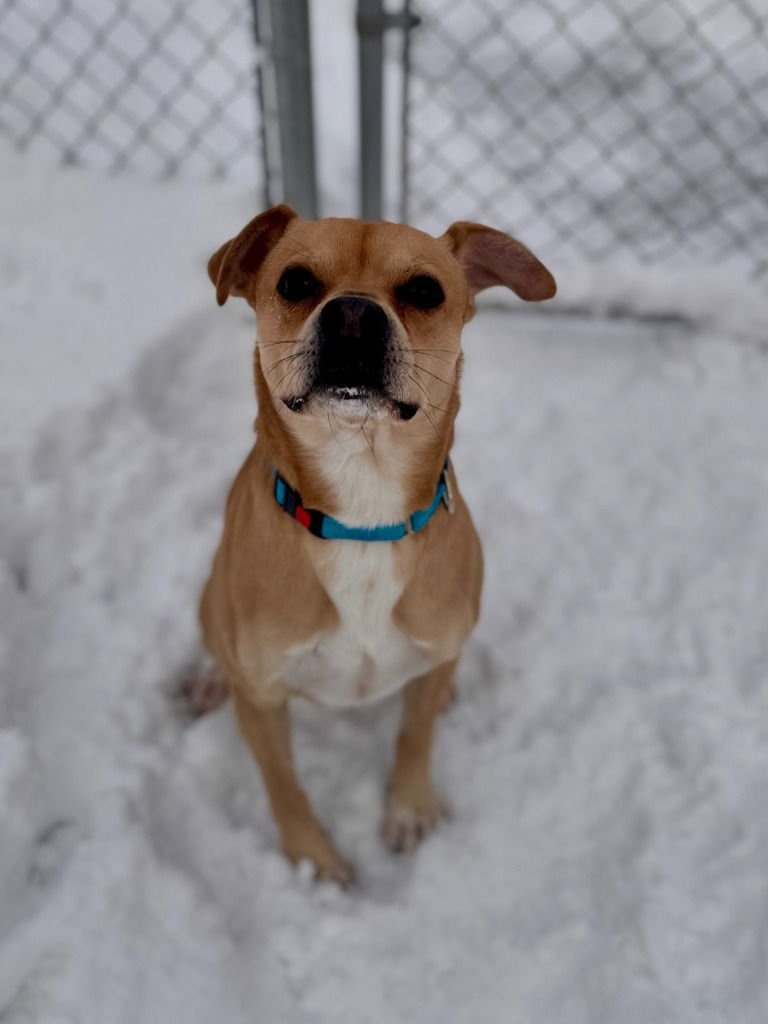 ALVIN - Pug available for adoption