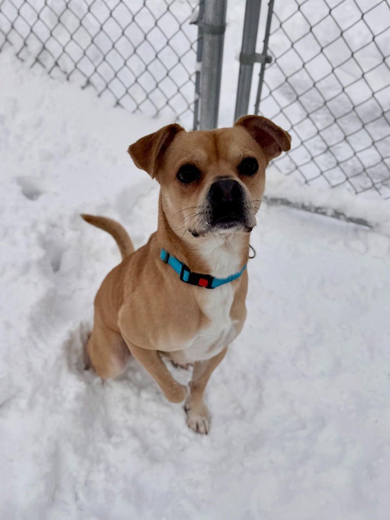 ALVIN - Pug available for adoption