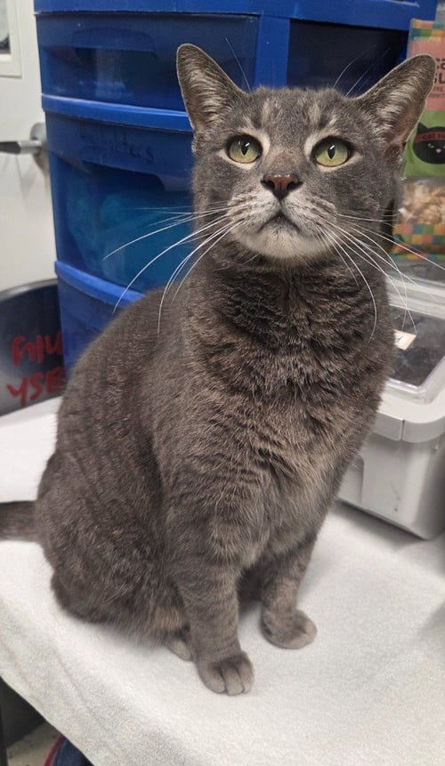 STEALY - Domestic Short Hair available for adoption