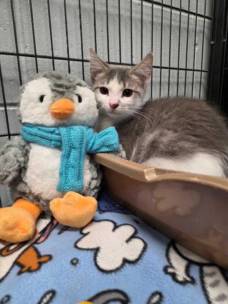 PICO - Domestic Short Hair available for adoption