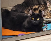 Salem - Photo 2