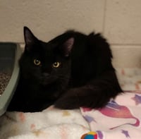 Salem - Photo 3