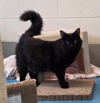 Salem - Photo 1