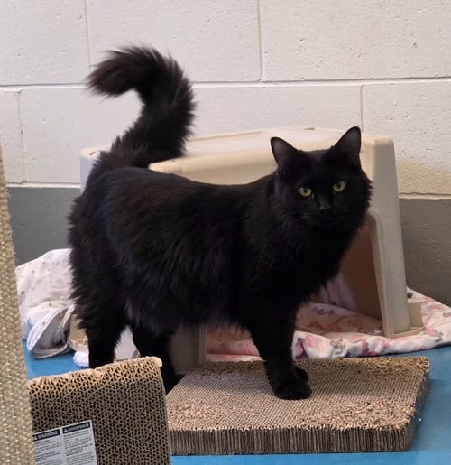 SALEM - Domestic Long Hair available for adoption