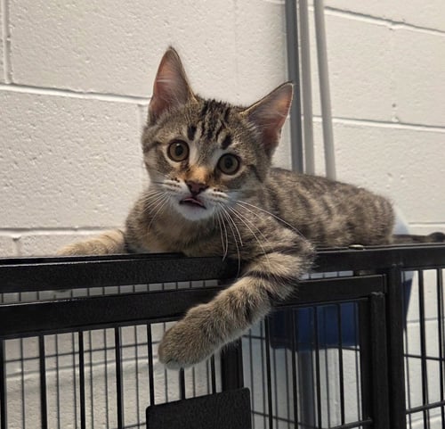CLYDE - Domestic Short Hair available for adoption
