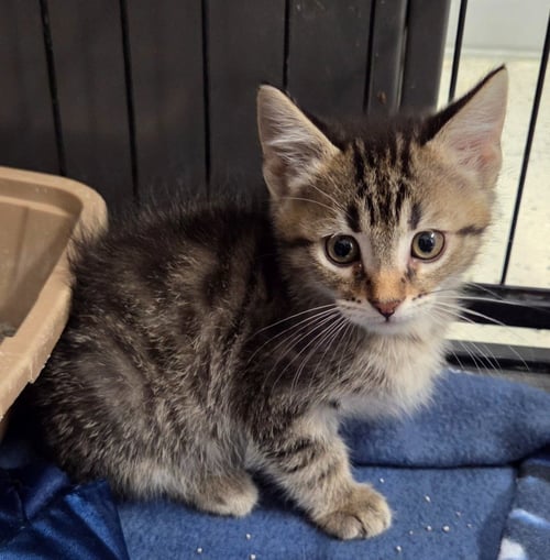 CLYDE - Domestic Short Hair available for adoption
