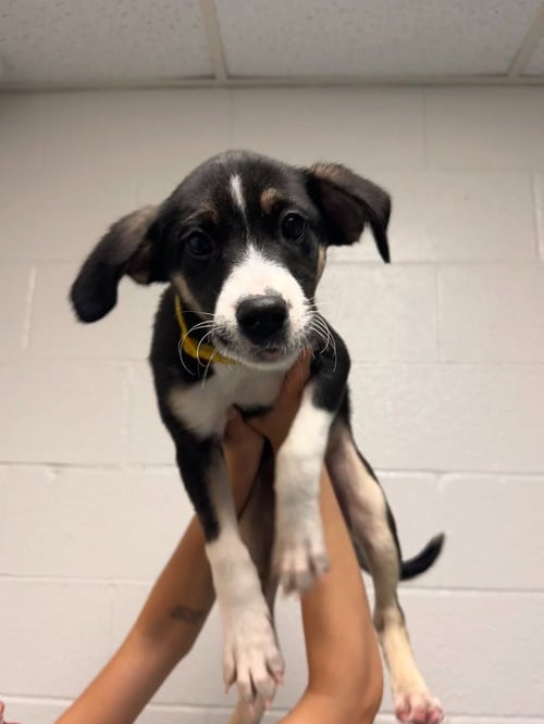 CHARMA - Beagle available for adoption