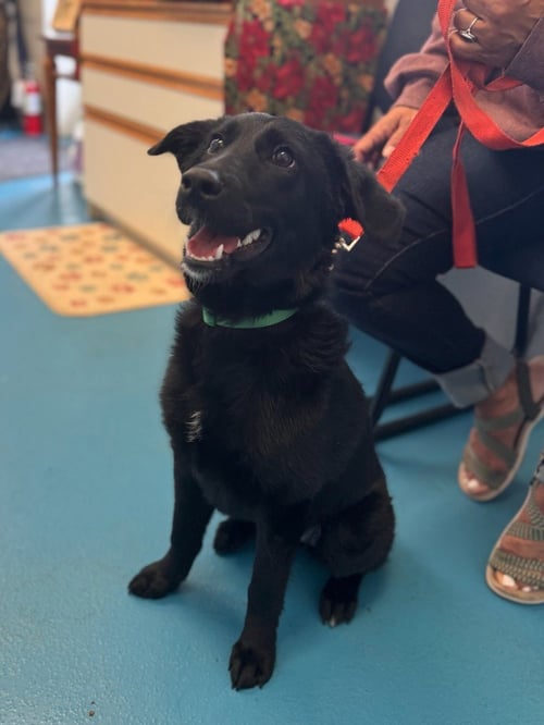 RAVEN - Black Labrador Retriever available for adoption