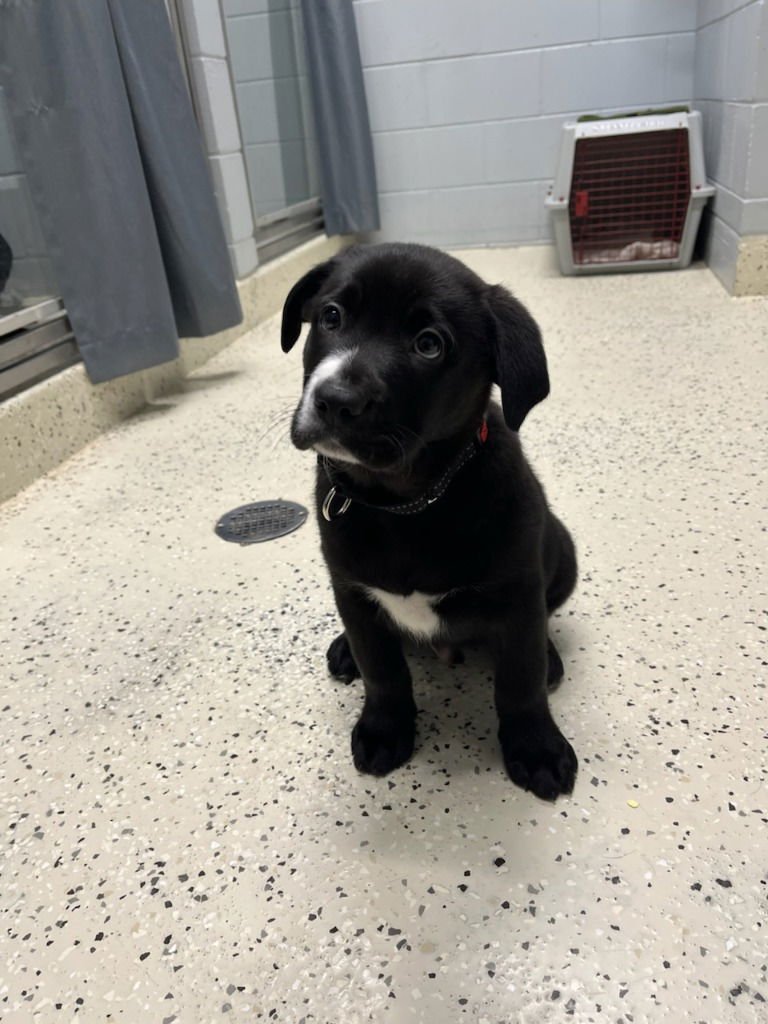 DINO - German Shepherd Dog available for adoption