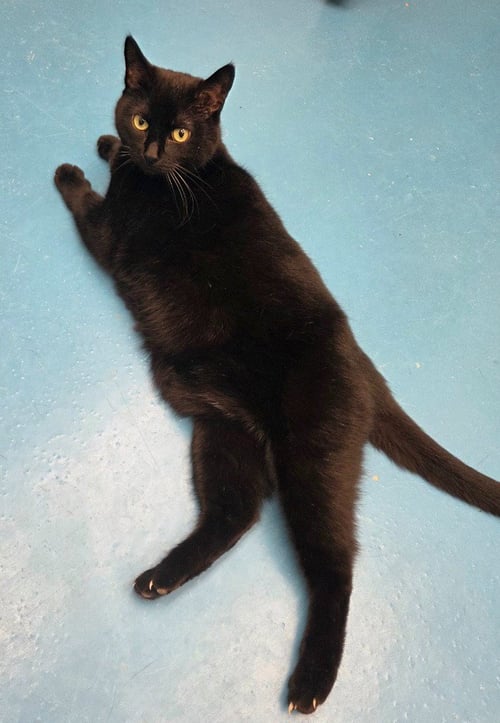CHRISTY - Domestic Short Hair available for adoption