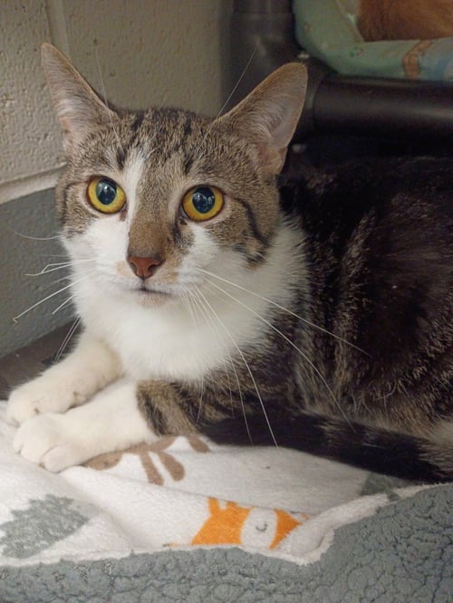 LOKI - Domestic Short Hair available for adoption
