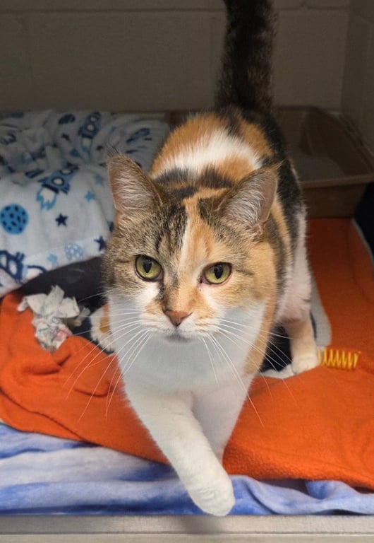 Janet Image