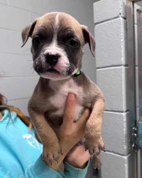 MILO - American Bulldog available for adoption