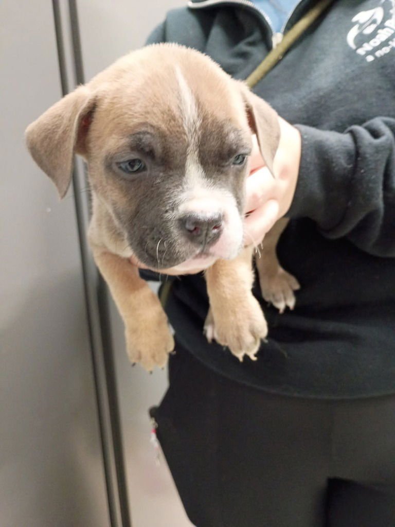 MILO - American Bulldog available for adoption