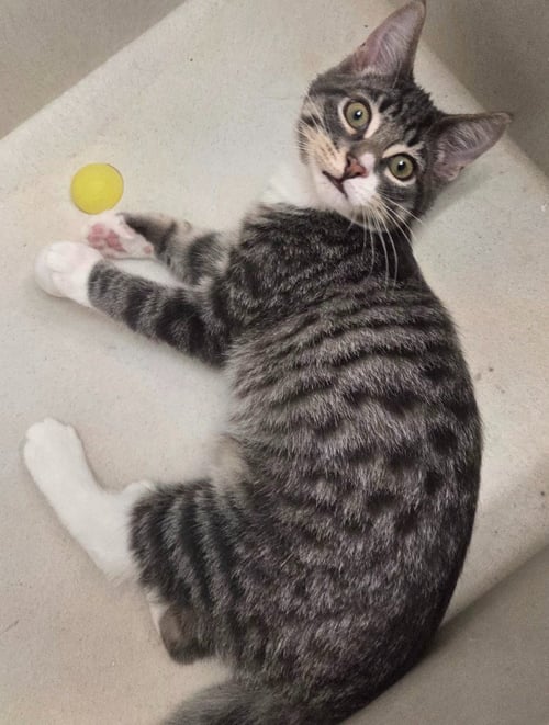 JASPER - Domestic Short Hair available for adoption