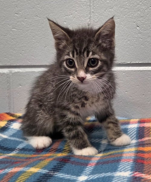 JASPER - Domestic Short Hair available for adoption