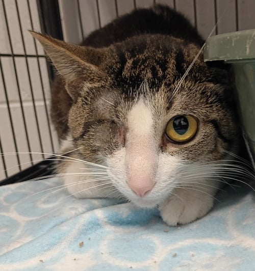 UNO - Domestic Short Hair available for adoption