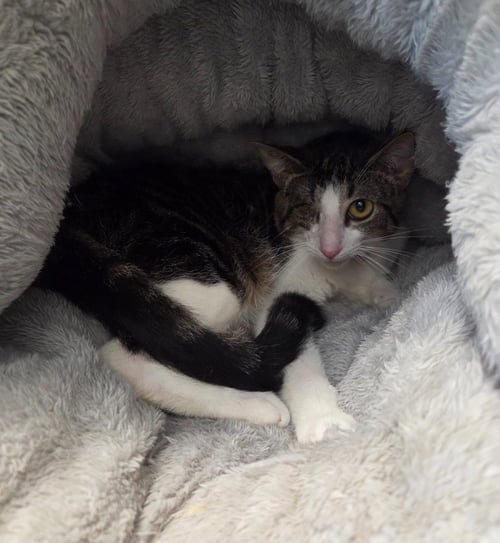 UNO - Domestic Short Hair available for adoption