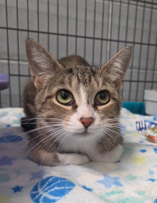 ASH - Domestic Short Hair available for adoption