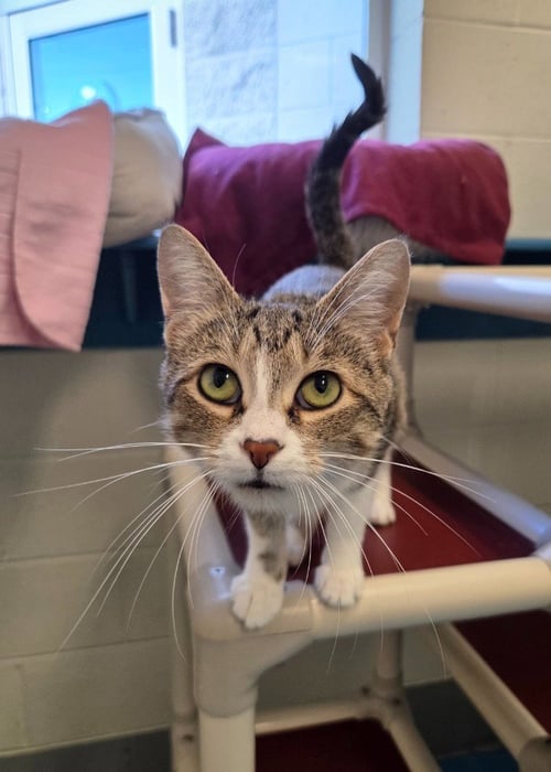 ASH - Domestic Short Hair available for adoption