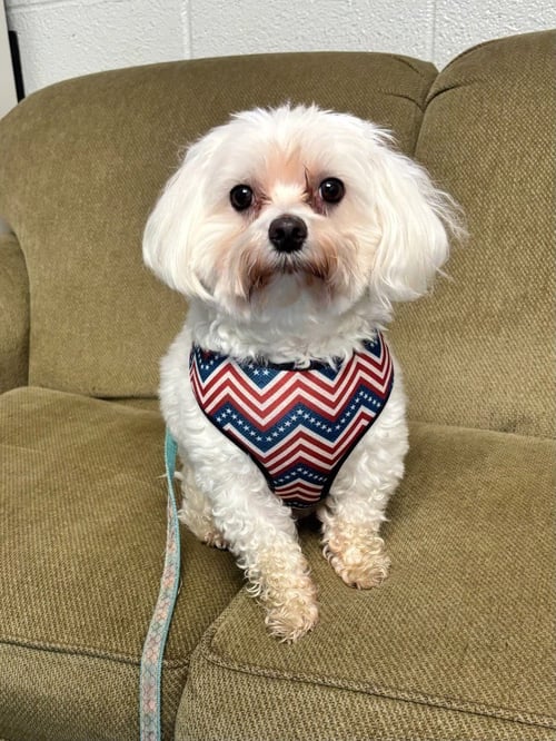 HARLEY - Maltese available for adoption