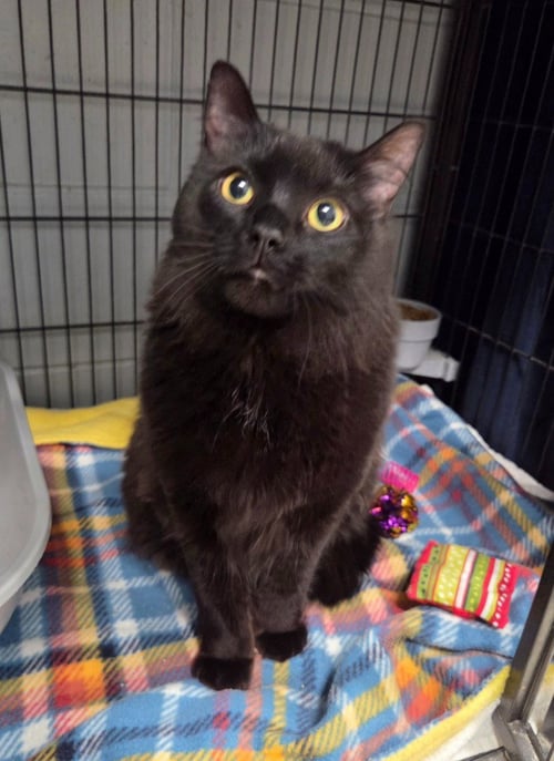 BLACKIE