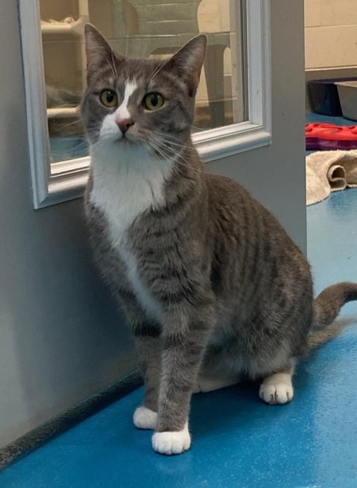 DAISY - Domestic Short Hair available for adoption