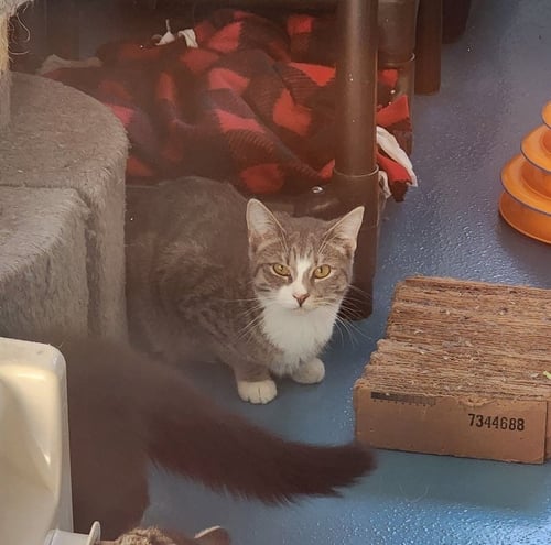 DAISY - Domestic Short Hair available for adoption