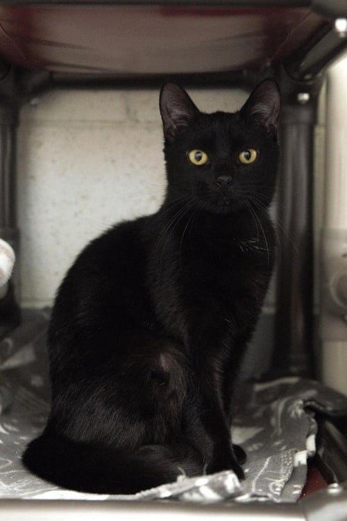 FLYNN - Domestic Short Hair available for adoption