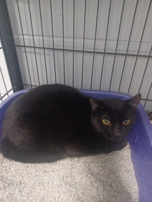 FLYNN - Domestic Short Hair available for adoption