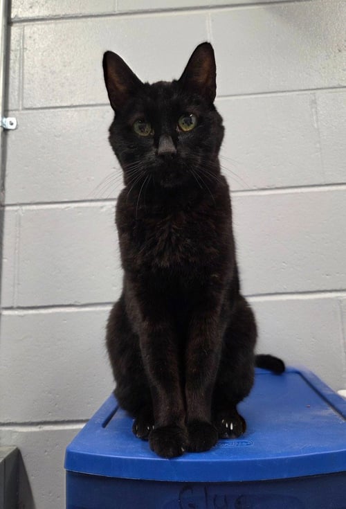 MISTER - Domestic Short Hair available for adoption