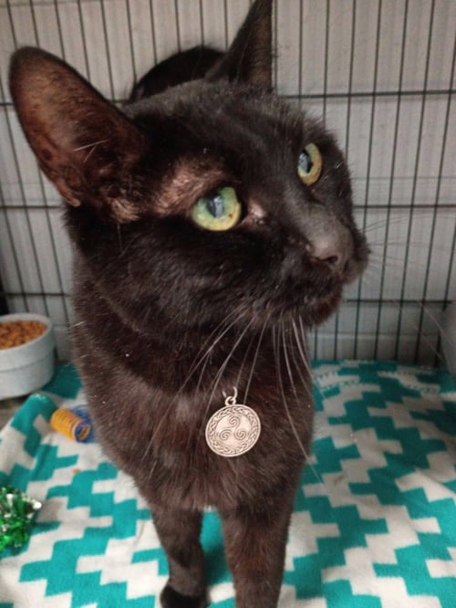 MISTER - Domestic Short Hair available for adoption