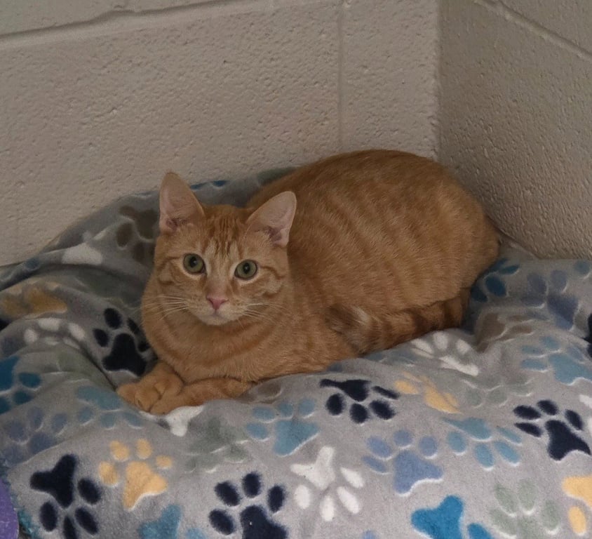 Louie Image