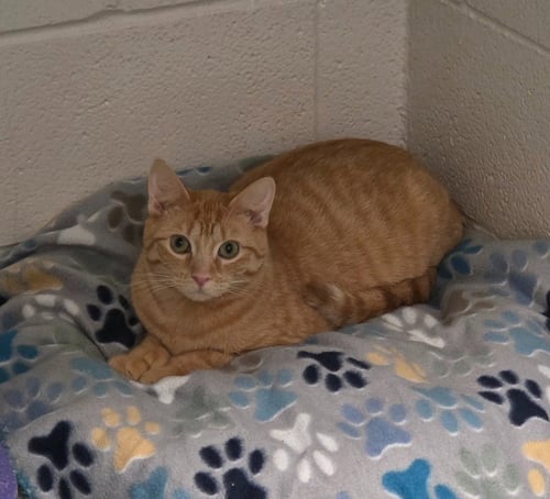 LOUIE - Domestic Short Hair available for adoption