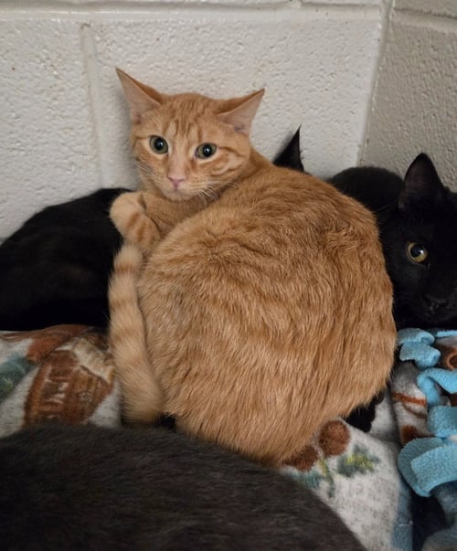 LOUIE - Domestic Short Hair available for adoption