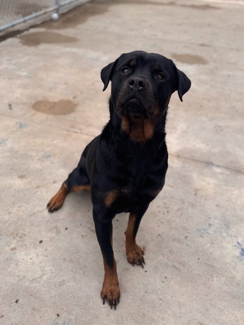 IRA - Rottweiler available for adoption