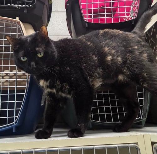 SMOKEY - Domestic Short Hair available for adoption