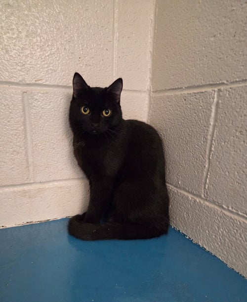 IVY - Domestic Short Hair available for adoption