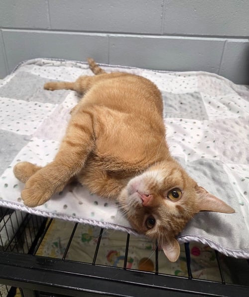 PETE - Domestic Short Hair available for adoption