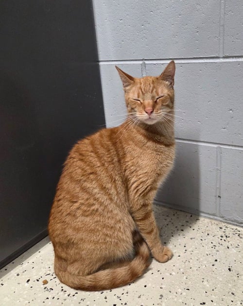 PETE - Domestic Short Hair available for adoption