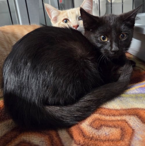 JULIE - Domestic Short Hair available for adoption