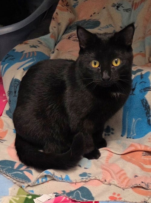 JULIE - Domestic Short Hair available for adoption