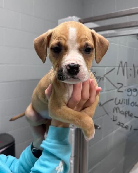 WILLOW - American Bulldog available for adoption