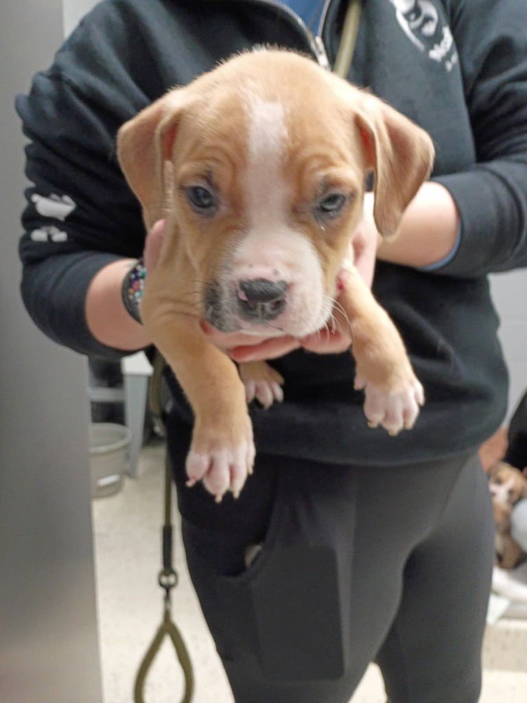 WILLOW - American Bulldog available for adoption