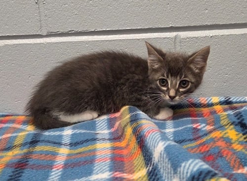 ALBY - Domestic Short Hair available for adoption
