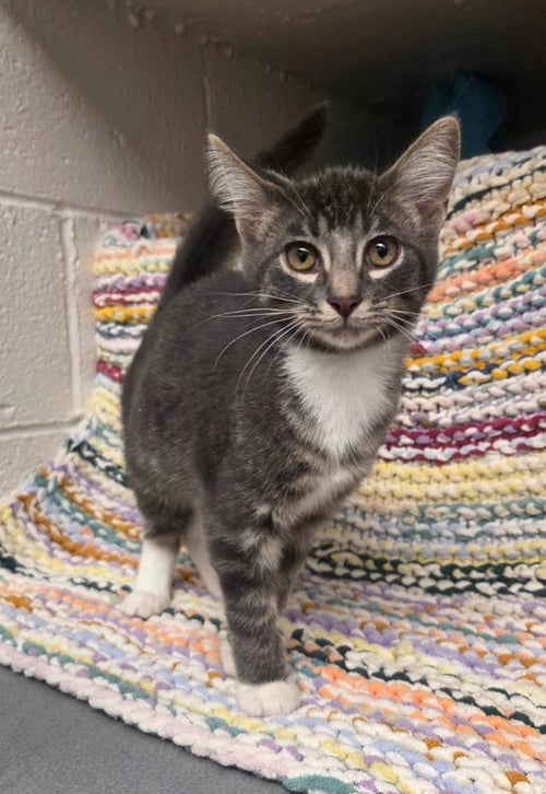 ALBY - Domestic Short Hair available for adoption