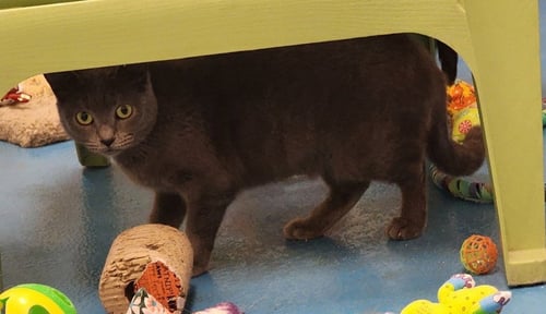 TWYLA - Domestic Short Hair available for adoption