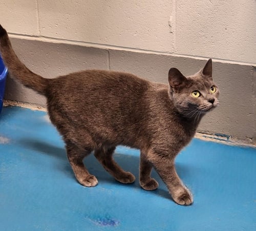 TWYLA - Domestic Short Hair available for adoption