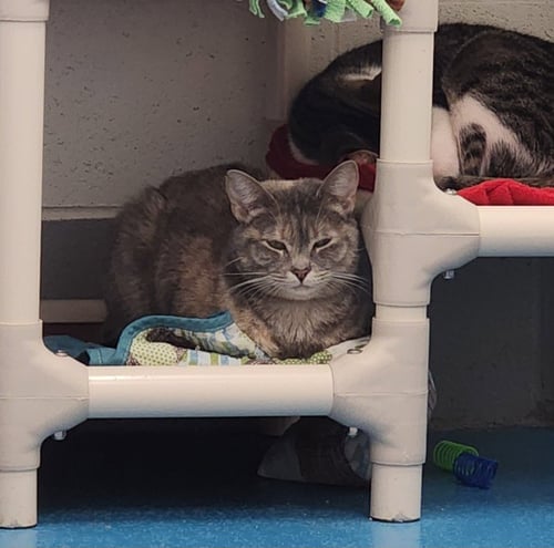 MINNIE - Domestic Short Hair available for adoption